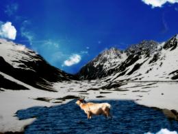 elkmountain